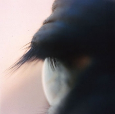 Untitled #10 from the Horse&#039;s Eyes Series, 1999