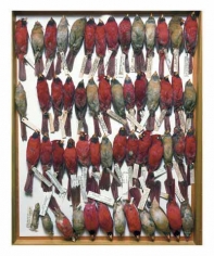 Drawer of northern cardinals, various dates and locations, from the series Specimens, 2001, 24 x 20 or 34 x 26 inch&nbsp;Iris print