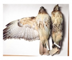 Red-tailed hawks, Wisconsin, 1987; Nebraska, 1926, from the series Specimens, 2001,&nbsp;24 x 20 or 34 x 26 inch Iris print