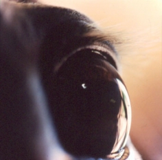 Untitled #41 from the Horse&#039;s Eyes Series, 1999