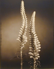 False Dragonhead (601), 1998, 20 x 24 inch Toned Silver Print, Signed and dated recto. signed, dated, titled editioned on verso, Edition of 25