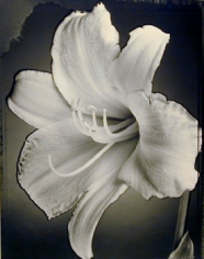 Day Lily (696), 1997, 20 x 24 inch Toned Silver Print, Signed and dated recto. signed, dated, titled editioned on verso, Edition of 25