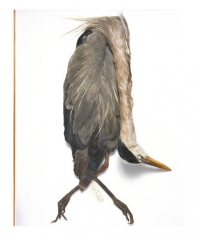 Great blue heron, Texas, 1922, from the series Specimens, 2000,&nbsp;24 x 20 or 34 x 26 inch Iris print