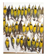 Drawer of eastern meadowlarks, various dates and locations, from the series Specimens, 2001, 24 x 20 or 34 x 26 inch Iris print