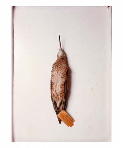 Eskimo curlew, Kansas, 1891, from the series Specimens, 2001,&nbsp;24 x 20&nbsp;or 34 x 26 inch Iris print
