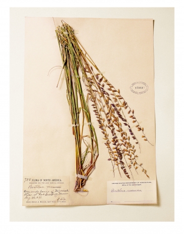 Smithisonian, Bouteloua, 1891, from the series Specimens, 2000, 24 x 20&nbsp;or 34 x 26 inch Iris print