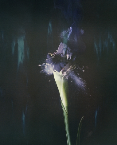 Iris Atropurpurea 05B P, 2018. Archival pigment print, 15 3/4 x 12 3/4 inches.