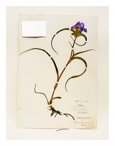 Field Museum, Tradescantia, 1898, from the series Specimens, 2000, 24 x 20 or 34 x 26 inch Iris print