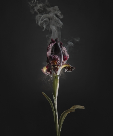 Ori Gersht,&nbsp;Iris Atropurpurea D03, 2018. Archival pigment print, 47 1/4 x 40 3/8 inches.