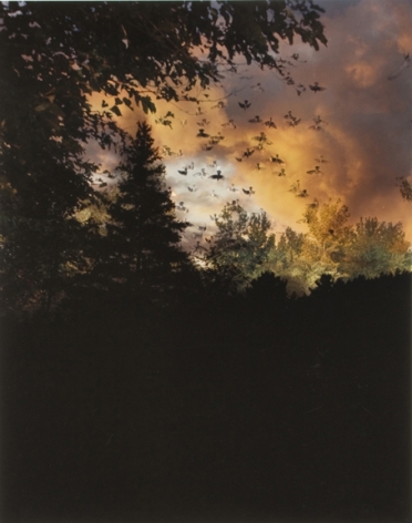 Field at Dusk #2, from the series Wildlife Analysis, 2008,&nbsp;20 x 16 or 24 x 20 inch chromogenic print