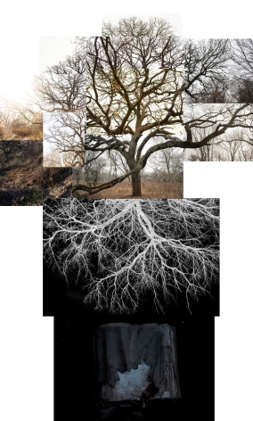 Bur Oak With Roots, Chicago, Jackson Park, January,&nbsp;2020. Archival pigment print, 52 7/8&nbsp;x 35 1/2&nbsp;inches.