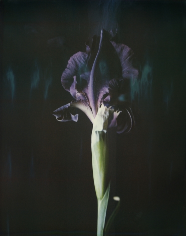 Iris Atropurpurea 06B P,&nbsp;2018. Archival pigment print, 15 3/4 x 12 3/4 inches.