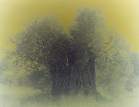 Olive&nbsp;13, from the series&nbsp;Ghost, 2003, 47 1/4 x 59 1/8 inch archival pigment print