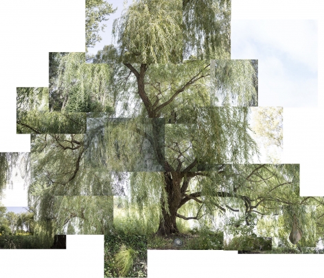 Willow Tree, Chicago, Jackson Park,&nbsp;September 2020, Archival pigment print, 41 1/2&nbsp;x 48&nbsp;inches.